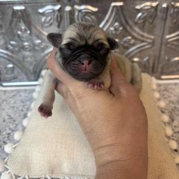 Brown collar - Fawn female Pug puppy in Tucson, Arizona from Furever Friends