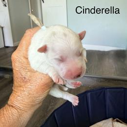 Cinderella - White female American Eskimo Dog puppy in El Cajon, California from Sesi’s Legacy Kennels