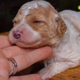 Misty - Yellow and white female Bernedoodle puppy in Tyner, Kentucky from Good Dog Doodles