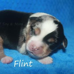 Flint - Blue merle male Miniature American Shepherd puppy in Godley, Texas from Flying H Toy and Mini Aussies