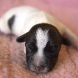 Shelby - Tri-color female Jack Russell Terrier puppy in Menifee, California from Wendover Terriers