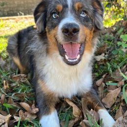 Miniature American Shepherds from Texas Enchanted Mini Aussies