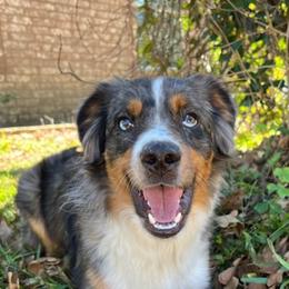 Miniature American Shepherds from Texas Enchanted Mini Aussies