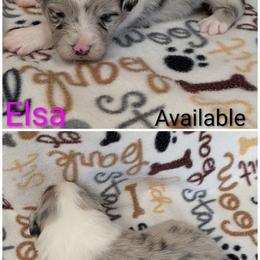 Elsa - Blue merle female Australian Shepherd puppy in Squaw Valley, California from A&M Australian Shepherds