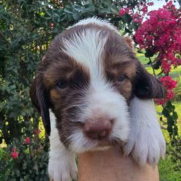 Georgia - Liver white and tan female English Springer Spaniel puppy in Hephzibah, Georgia from Sidel's Springers