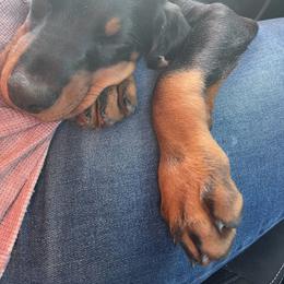 Doberman Pinscher Puppies from Defensive Dobermans