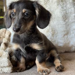 Rhubarb AKC 2750 - Blue and cream female Dachshund puppy in Krum, Texas from Tired Chef Dachshunds