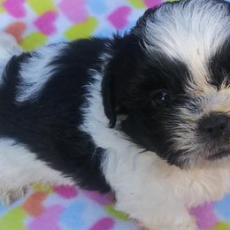 Shih Tzus from Shalonne MillerStone's Shih Tzu
