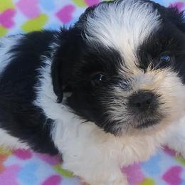 Shih Tzus from Shalonne MillerStone's Shih Tzu