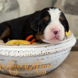 Aston Martin - Tri-color male Bernedoodle puppy in Henry, Illinois from Rowe Farms Doodles