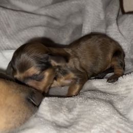 5th Born Shaded Cream Female - Cream Dachshund puppy in Rochester, Washington from Curtiss Dachshunds
