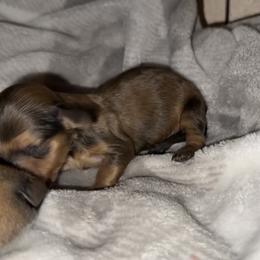 5th Born Shaded Cream Female - Cream Dachshund puppy in Rochester, Washington from Curtiss Dachshunds