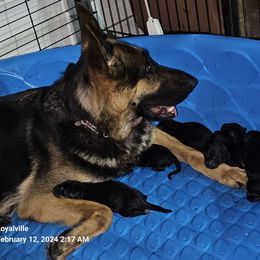 Hella - German Shepherd