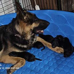 Hella - German Shepherd