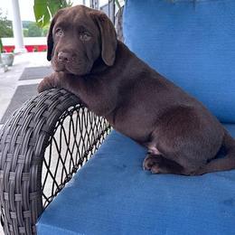 Ceaser - Chocolate male Labrador Retriever puppy in Maynardville, Tennessee from Three Bears Labradors