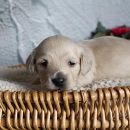 Audrey - Cream female Dachshund puppy in Pace, Florida from Shoebox Doxie’s