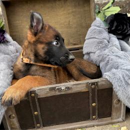 Tux - Fawn sable male Belgian Malinois puppy in Chino, California from BlueStone K9