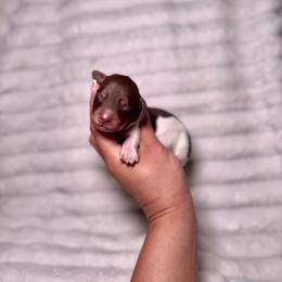Finn - Piebald male Dachshund puppy in Ceres, California from Rockin' M’s LilBitty Dachshunds (LBD)