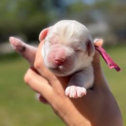 Ally - White female Miniature Schnauzer puppy in Brownwood, Texas from Texas Dreams Mini Schnauzers