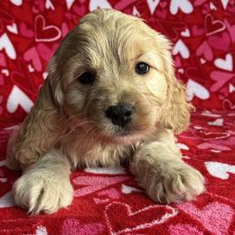 Cupid - Buff male Cockapoo puppy in Klingerstown, Pennsylvania from Schaible Family Puppies