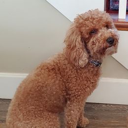 Daisy - Goldendoodle