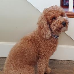 Daisy - Goldendoodle