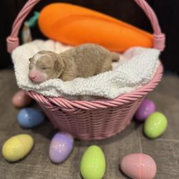 Pink - Cream female Poodle puppy in Twin Lake, Michigan from Paige's Poodles