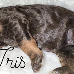 Iris - Phantom female Poodle puppy in Prosperity, Pennsylvania from Stelladoodles & Company