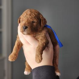 Molasses - Red  male Poodle puppy in Hoagland, Indiana from Kandyland Kennels