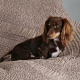 Enzo - Dachshund