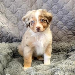 Johnnie Walker Red - Red merle male Australian Shepherd puppy in Camp Verde, Arizona from Bullet & Whiskey’s Pups