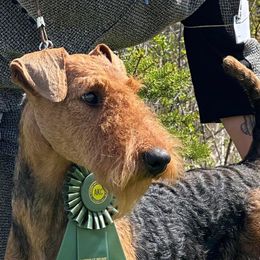 Airedale Terrier puppies from Mystic’s Airedales