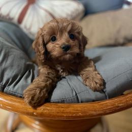 Jasper - Red male Cavapoo puppy in Phoenix, Arizona from Larisa's Cavaliers