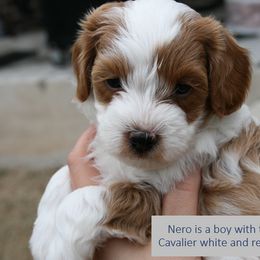 Cavapoo Puppies from Liberty Hill Texas Cavapoos