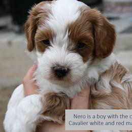 Cavapoo Puppies from Liberty Hill Texas Cavapoos