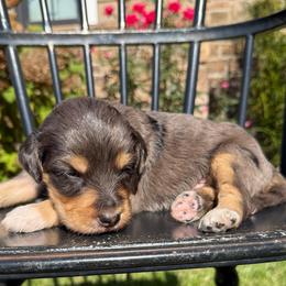 Abel - Blue male Pyredoodle puppy in Bowling Green, Ohio from FDF Pyredoodles & Bernedoodles