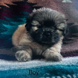 Male 2 - Sable male Shih Tzu puppy in Carthage, Missouri from Vonny Shit Tzu