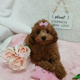 Havanese and Poodle Puppies from Faithful Hearts Kennel