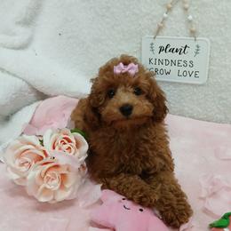Havanese and Poodle Puppies from Faithful Hearts Kennel