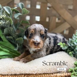 Scramble - Blue merle male Bernedoodle puppy in Temecula, California from Brookside Bernedoodles