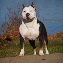 American Bully puppies from Deuce's Den