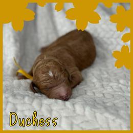 Duchess - Red  female Poodle puppy in Dayton, Texas from Wolfe Island Poodles