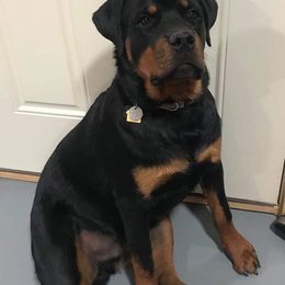 Rottweiler Puppies from Gottlïchen Rottweilers