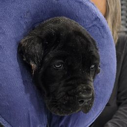 Cherry Pie - Red Collar Girl - AKC and ICCF - Black female Cane Corso puppy in Gorman, Texas from McOmber Country Kennels