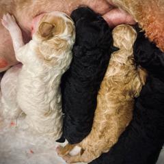 Poodle Puppies from Reuter Clan Poodles