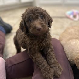 Double chocolate - Chocolate female Goldendoodle puppy in Quitman, Texas from Wright Doodles