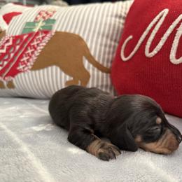Jett - Black and tan male Dachshund puppy in Barstow, California from Kindle & Burrow Dachshunds