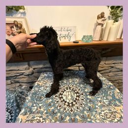 Birdie - Black female Poodle puppy in Lufkin, Texas from Texas Kissed K9s