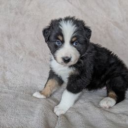 Australian Shepherd Puppies from Wray Aussies