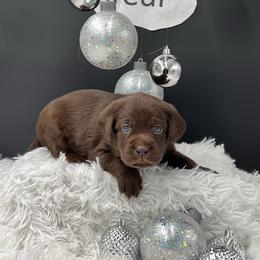 Green - Chocolate female Labrador Retriever puppy in Heath Springs, South Carolina from Rich Hill Retrievers